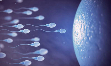 In-Vitro Fertilization (IVF)